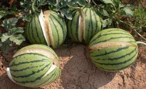 宿迁网红吃瓜事件真相,真相背后的网络狂欢与反思  第2张